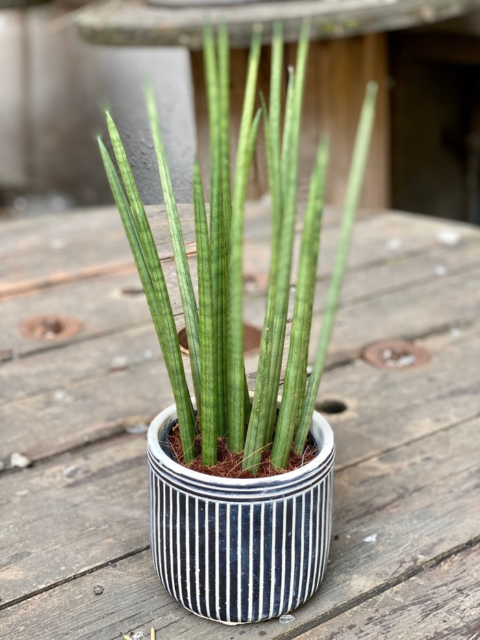 Spear Sansevieria - Sansevieria cylindrica from Sunshine Grower Nursery