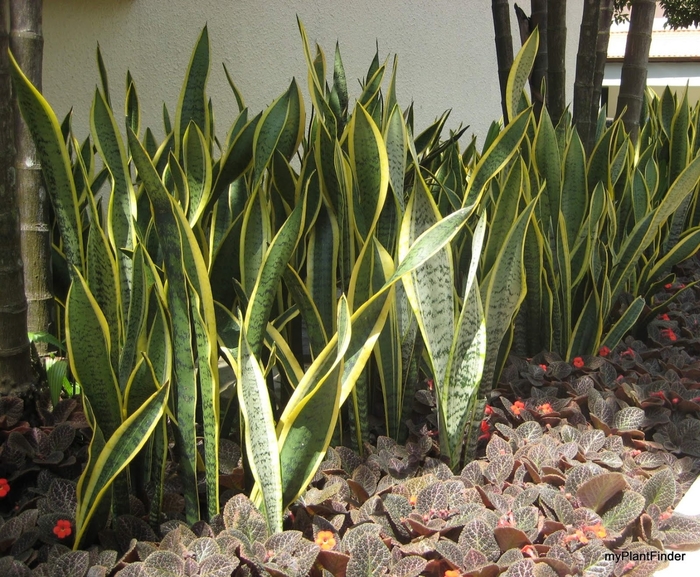 Snake Plant - Sansevieria trifasciata from Sunshine Grower Nursery