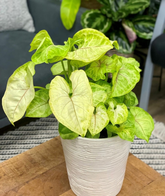 Arrowhead Plant - Syngonium podophyllum from Sunshine Grower Nursery
