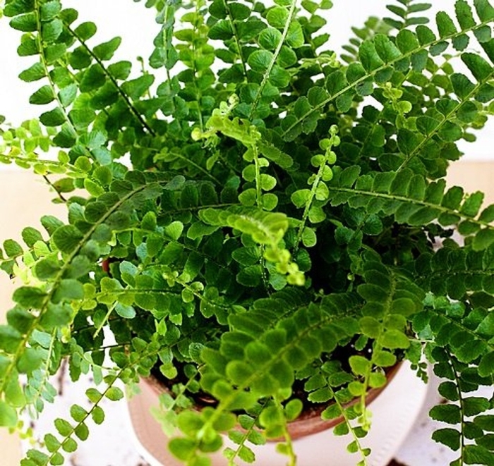 Cute as a Button&trade; Fern - Nephrolepis cordifolia from Sunshine Grower Nursery
