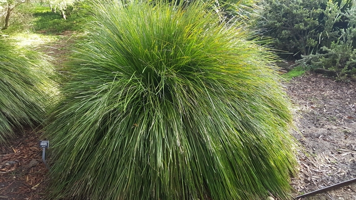 'Breeze&trade;' Dwarf Mat Rush - Lomandra longifolia from Sunshine Grower Nursery