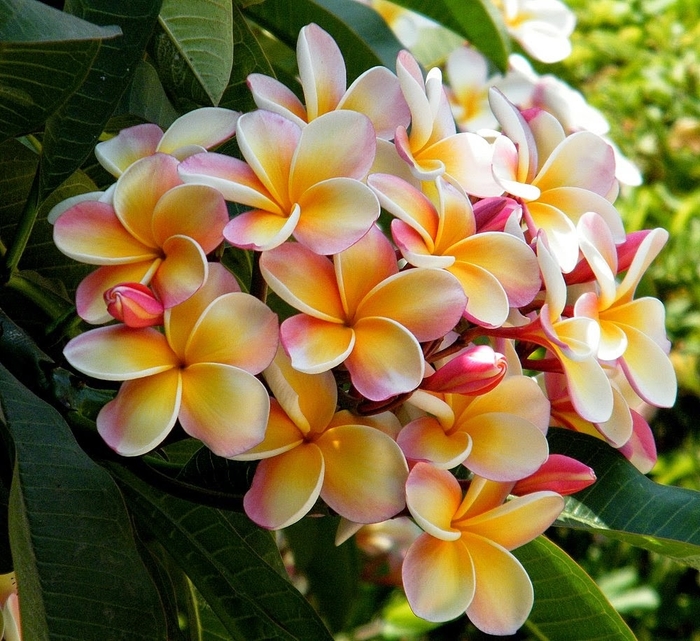 Assorted Frangipani - Plumeria from Sunshine Grower Nursery