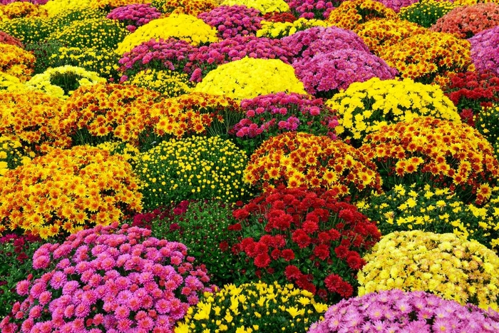 'Multiple Varieties' Bedding Mum - Chrysanthemum COPY from Sunshine Grower Nursery