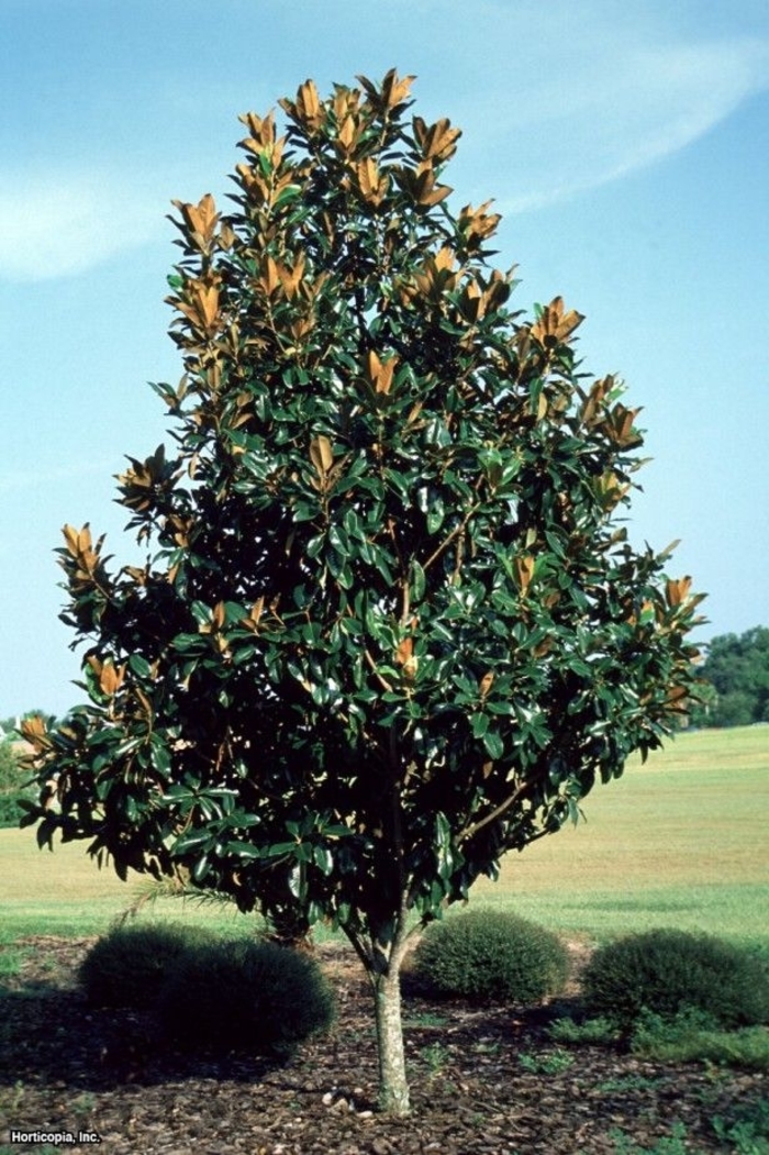 'Saint Mary' Southern Magnolia - Magnolia grandiflora from Sunshine Grower Nursery