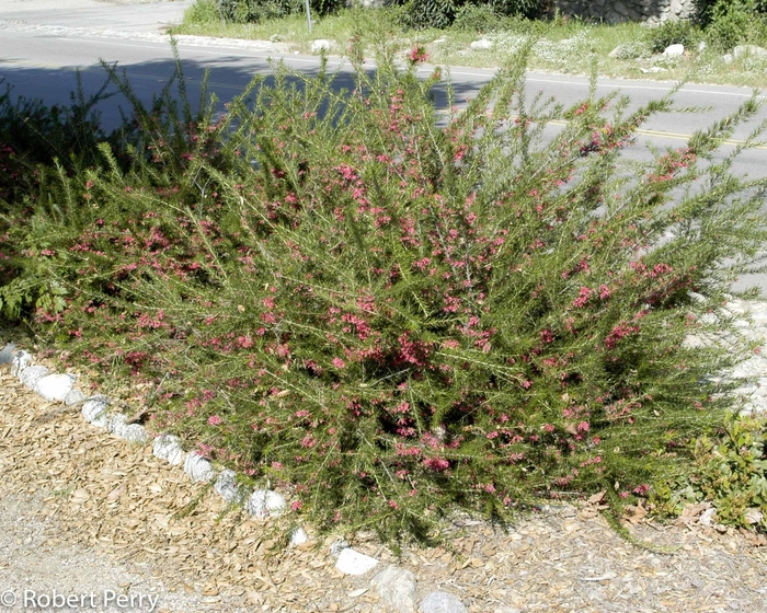 Noel Grevillea - Grevillea noellii from Sunshine Grower Nursery