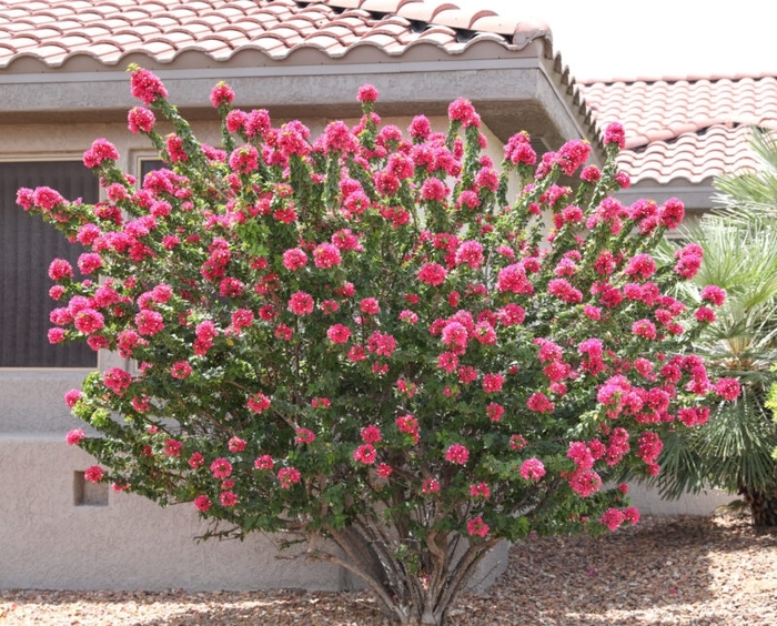 'Torch Glow' - Bougainvillea from Sunshine Grower Nursery