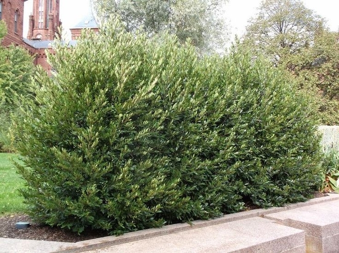'Bright 'N Tight&trade;' Carolina Laurel - Prunus caroliniana from Sunshine Grower Nursery