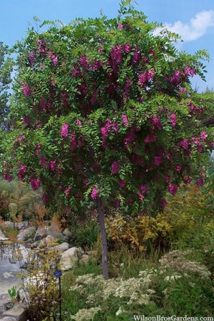 'Purple robe' Black Locust - Robinia pseudoacacia from Sunshine Grower Nursery