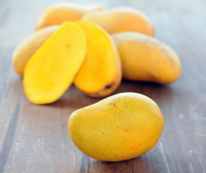 'Manila' Mango - Mangifera indica from Sunshine Grower Nursery