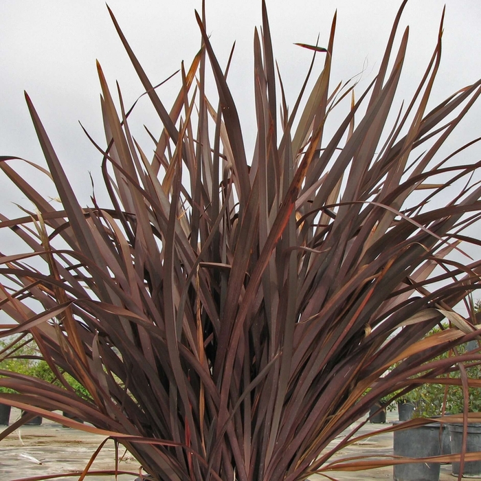 'Amazing Red' New Zealand Flax - Phormium from Sunshine Grower Nursery