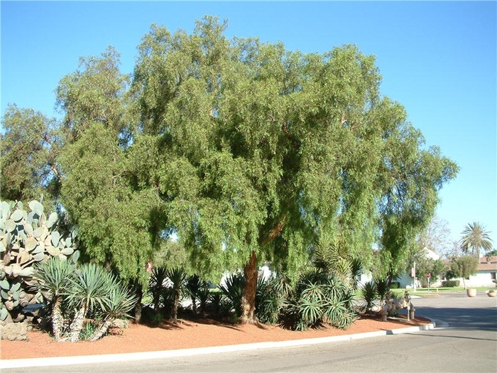 California pepper tree - Schinus molle from Sunshine Grower Nursery