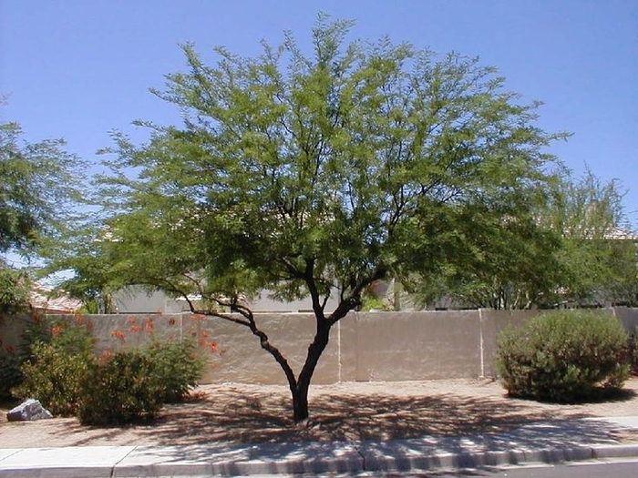 Thornless Chilean Mesquite - Prosopis chilensis from Sunshine Grower Nursery