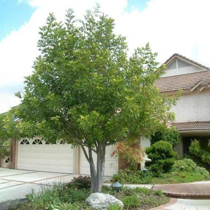 Carrot Wood - Cupaniopsis anacardioides from Sunshine Grower Nursery
