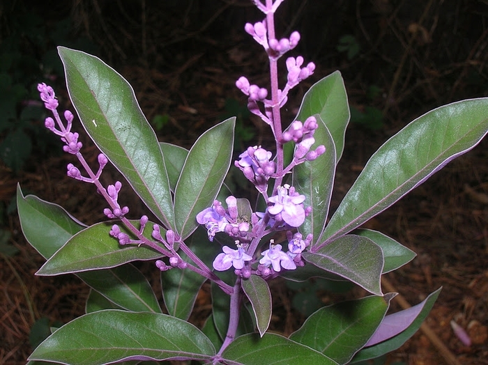 'Purpurea' Arabian Lilac - Vitex trifolia from Sunshine Grower Nursery