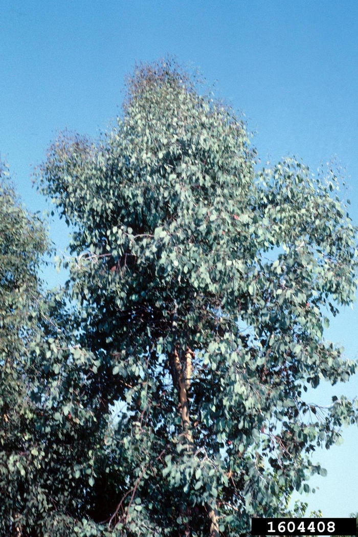 Silver Dollar Red Box - Eucalyptus polyanthemos from Sunshine Grower Nursery