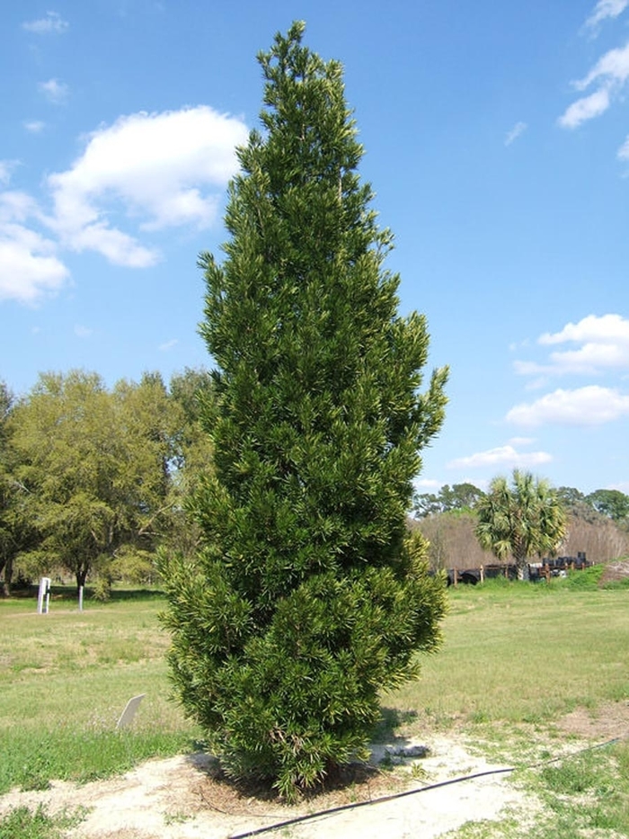 Yew Podocarpus - Podocarpus macrophyllus from Sunshine Grower Nursery