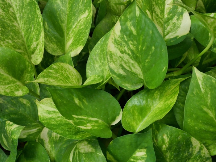 Golden Pothos - Epipremnum aureum from Sunshine Grower Nursery