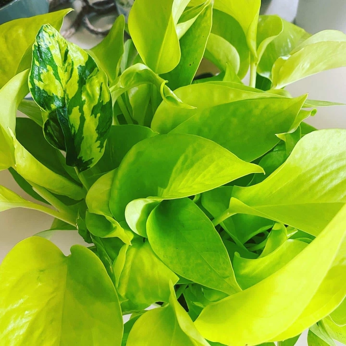 'Neon' Pothos - Epipremnum aureum from Sunshine Grower Nursery