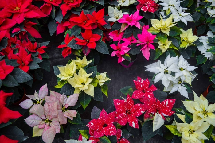 Assorted Poinsettia - Euphorbia pulcherrima from Sunshine Grower Nursery