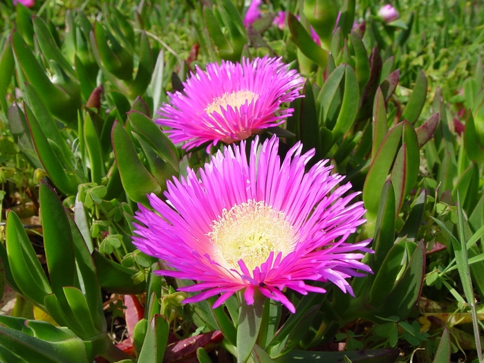 Highway Iceplant - Carpobrotus edulis from Sunshine Grower Nursery