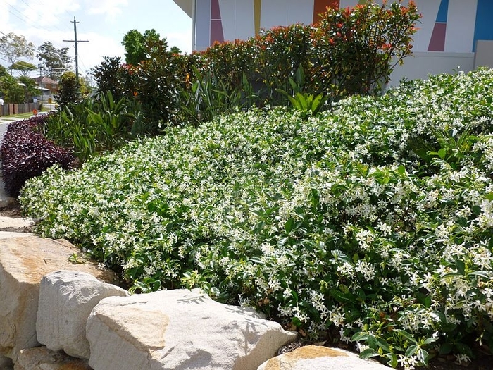  Star Jasmine (Groundcover) - Trachelospermum jasminoides from Sunshine Grower Nursery