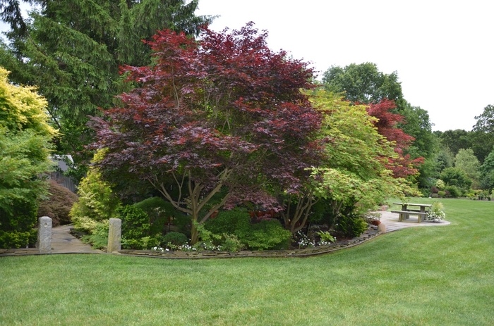 'Emperor 1&reg;' Japanese Maple - Acer palmatum from Sunshine Grower Nursery