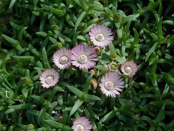 ''Carpet of Stars' - Ruschia nana from Sunshine Grower Nursery