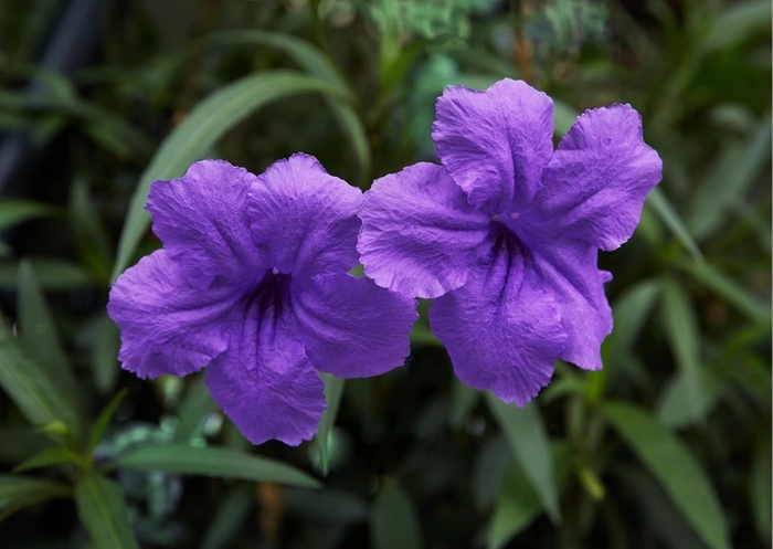 'Purple Showers' Mexican Petunia - Ruellia brittoniana from Sunshine Grower Nursery