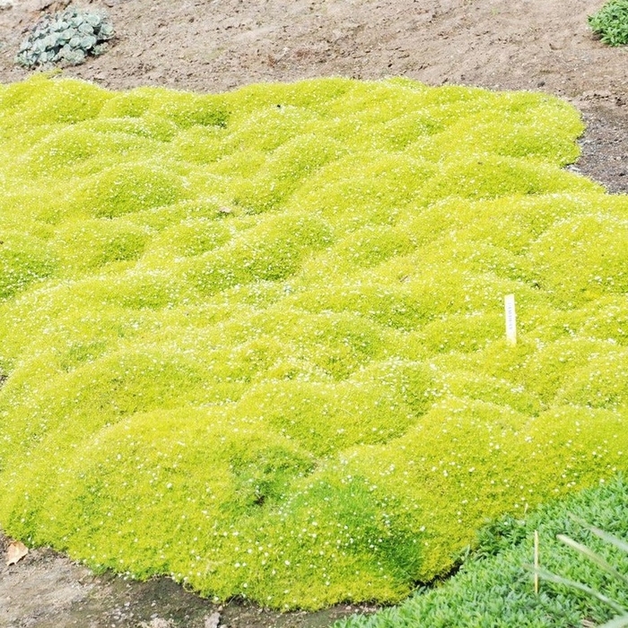 Scotch Moss - Sagina subulata from Sunshine Grower Nursery