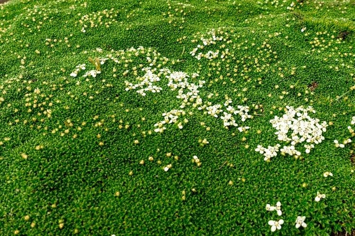 Irish Moss - Sagina subulata from Sunshine Grower Nursery