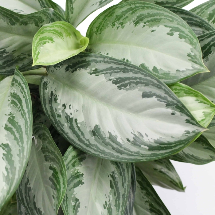 'Silver Bay' Chinese Evergreen - Aglaonema from Sunshine Grower Nursery
