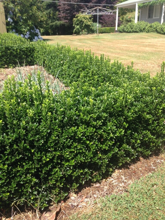 'Microphyllus ' Variegated Boxleaf Euonymus - Euonymus japonica from Sunshine Grower Nursery