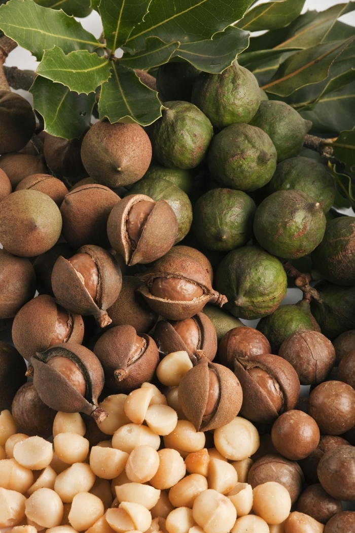 Macadamia Nut - Macadamia integrifolia from Sunshine Grower Nursery