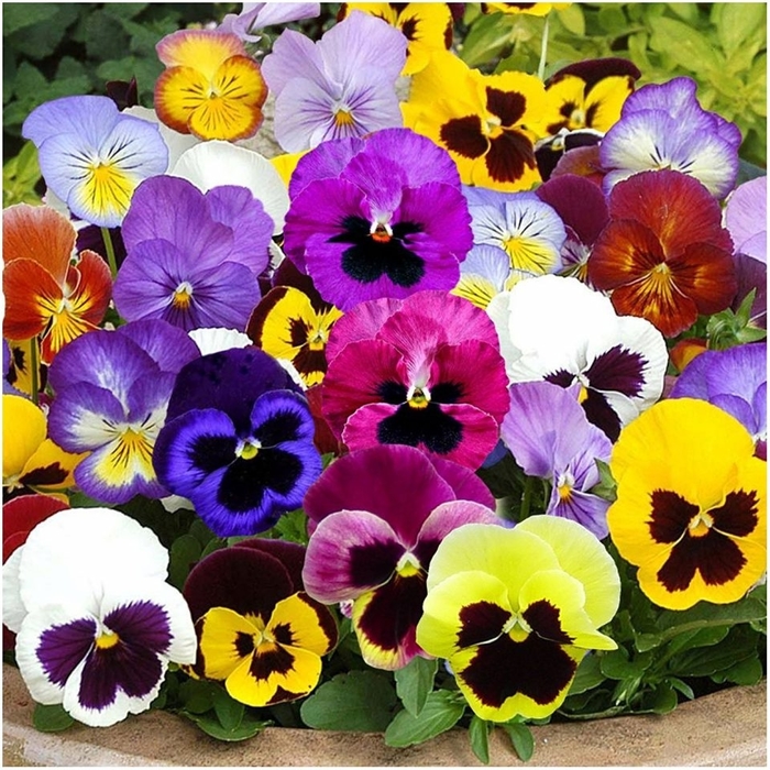 Pansy - Viola x wittrockiana from Sunshine Grower Nursery