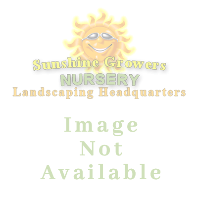 Bauhinia x blakeana - Hong Kong Orchid Tree