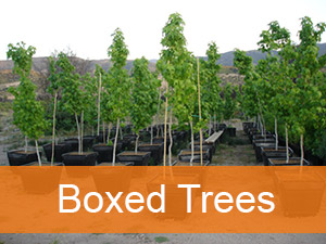 Boxed Trees