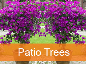 Patio Trees