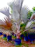 Bismarkia-Palm