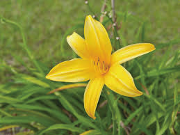 Day-Lily