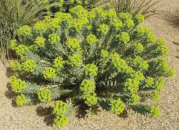 Euphorbia-Rigida