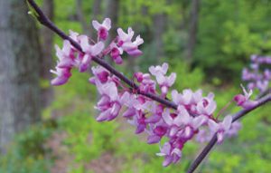 Forest-Pansy-Redbud