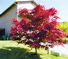 Jap-Red-Maple