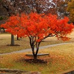 Japanese-Maple-trees