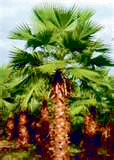 Mexican-Fan-Palm
