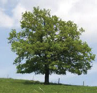Quercus-Oak-trees