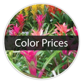 color-prices