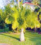 majesty-palm-ravenna