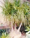 ponytail-palm-beaucarnea