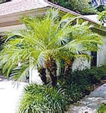 pygmy-date-palm